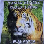 Tiger_Malaysia